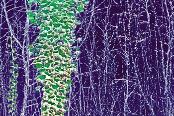 N 089C